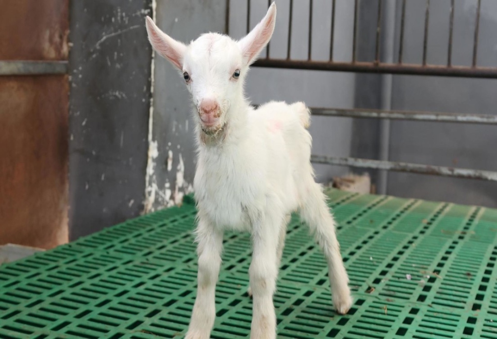 China logra primera clonación masiva de cabras de alto rendimiento